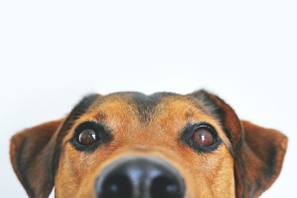 dog lymphoma treatment options