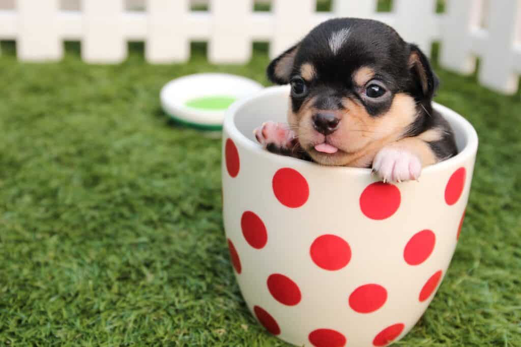 preventative care for pets
